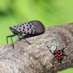article image - lanternflies 1